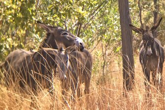 Wild donkeys on Kachana Station. 