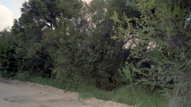 A photograph of Woolcoot Road, Wellard, where Jane's body was found.