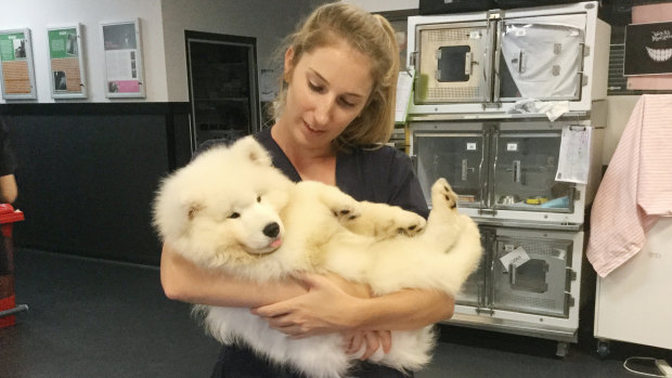 Vet nurse Emma Stonehouse holding the samoyed dog Ka Ka in Brisbane.