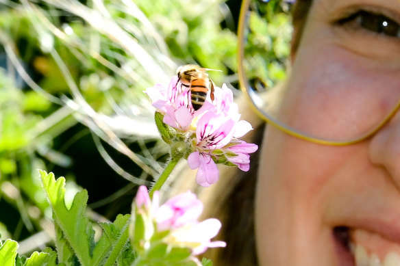 The bee census has a serious purpose.