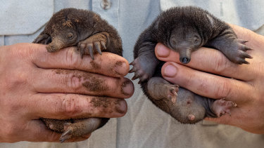 Highlight Of My Career Taronga Zoo Celebrates Birth Of New Baby