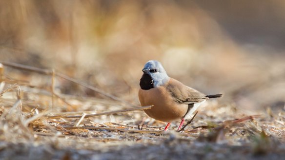 A black-throated finch at Adani's proposed Carmichael Mine site in Queensland's Galilee Basin.
