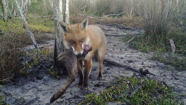 A remote camera images of a fox on the Yanakie isthmus.