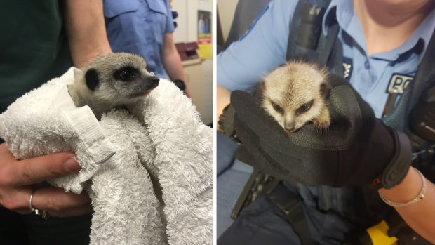 A stolen meerkat rescued by Kensington Police.