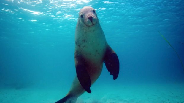 The largest remaining population of endangered Australian sea lions fishes the waters of the Great Australian Bight.
