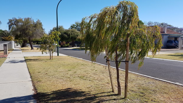 Councils across Perth are scrambling to fill every sun-blazed gap with street trees. 