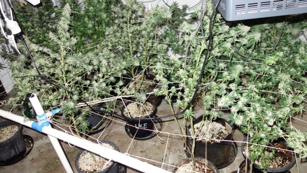 Police discovered almost 600 cannabis plants as part of the ongoing operation.