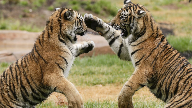 Tiger cubs Melati and Mya at their new home at the National Zoo and Aquarium.