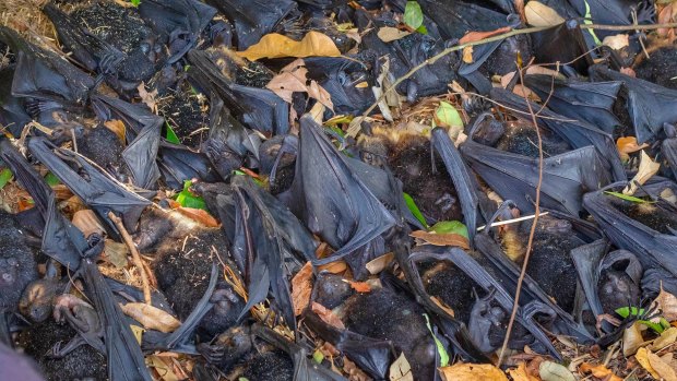 Thousands of spectacled flying foxes died in far north Queensland after temperatures soared above 42 degrees.