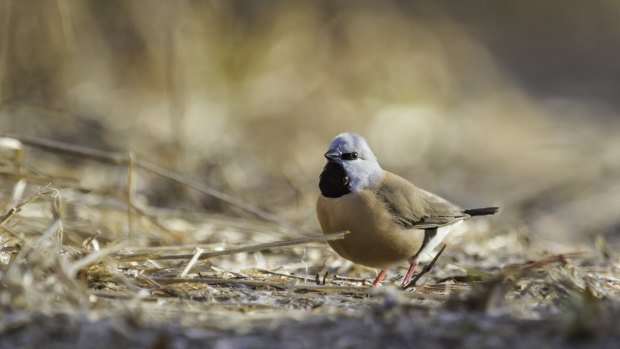 A black-throated finch at Adani's proposed Carmichael Mine site in Queensland's Galilee Basin.