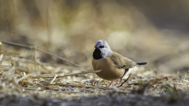 A black-throated finch at Adani's proposed Carmichael Mine site in Queensland's Galilee Basin.