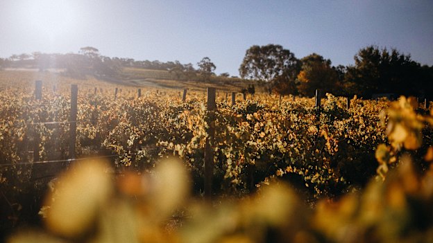 Barossa Valley’s Hentley Farm.  