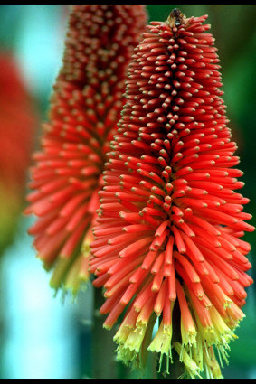 <i>Kniphofia</i>, also known as red-hot pokers.