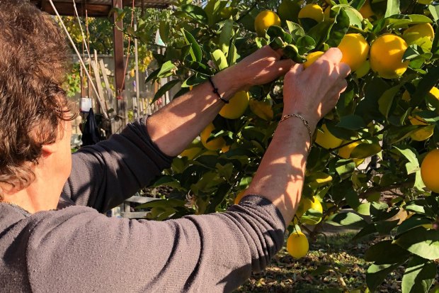 Yiayia with her lemon tree.