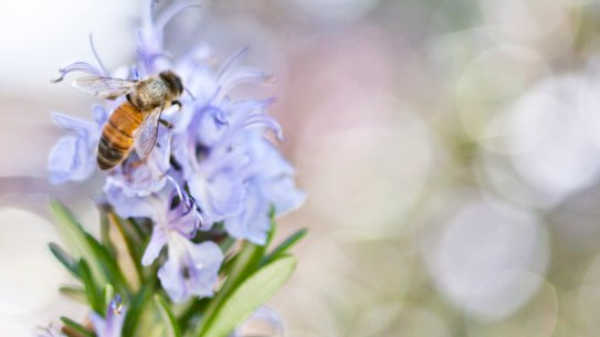 A number of crops in Australia are entirely reliant on bee pollination.