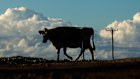 A cow at Van Diemen’s Land Company’s Woolnorth. The company, and Bellamy’s, were both acquired by Chinese interests a decade ago.