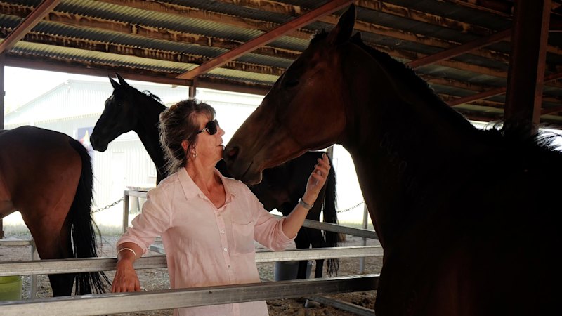 ‘The animals are their family’: Horses and pets take refuge with residents