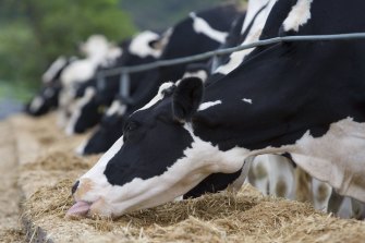 The milk in your coffee used significant amounts of electricity to irrigate feed for cows, heat and pressurise water, power machinery for milking, and refrigerate the milk.