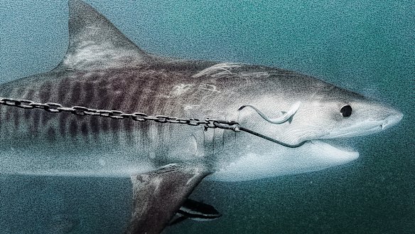 Non-lethal shark hooks 'won't work in Queensland'