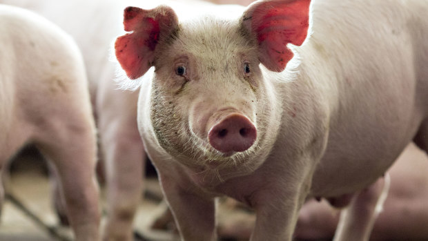 Pig hearts could soon be tested in humans.