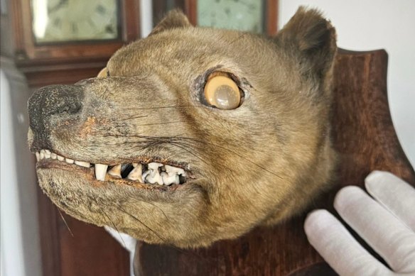 âHoly grailâ: Googly eyed âstuffed foxâ sold at antiques fair identified as a Tasmanian tiger