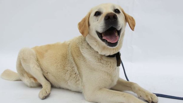 Meet Brisbane's favourite dog: the Labrador retriever.