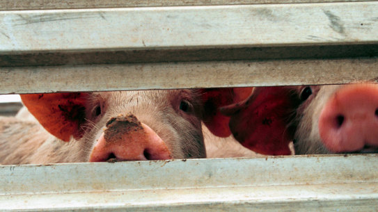 What progress have we made in our attitudes to animals and our treatment of them since 1975?