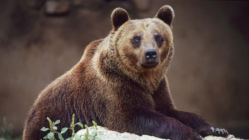 ‘Dangerous specimen’: Killing of bear by Italian authorities spurs backlash