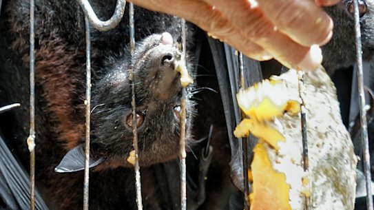 A man feeds bats for sale at the Satria, Market inBali.