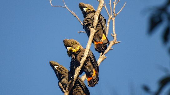 Three glossy black cockatoos sit in a tree