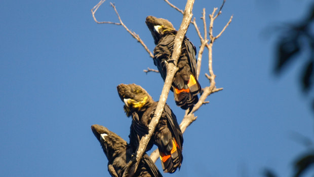 More than half the habitat of the threatened Kangaroo Island glossy black cockatoo was burnt by bushfires.