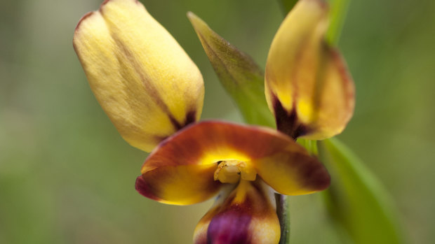 Diuris orientis (wallflower orchid) in flower.