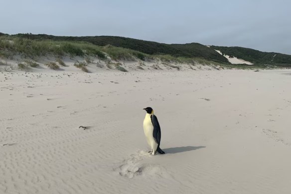 The emperor penguin that swam from Antarctica to Australia.