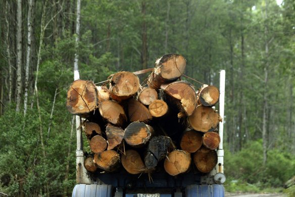 The plan includes an immediate ban on old-growth forest logging.