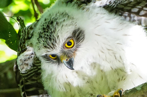 Powerful owls are classified as a vulnerable species in Queensland and NSW, and endangered in Victoria.