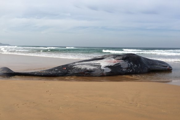 The 16-metre sperm whale carcass which washed up on Sunday at Phillip Island.