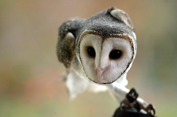 Very little is known about the elusive masked owl.