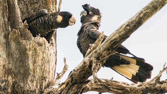 Carnaby’s cockatoos with a nesting hollow. 