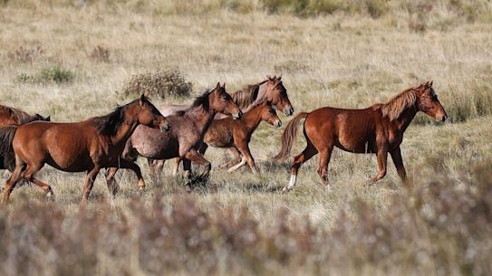 Feral horses cross Long Plain in Kosciuszko National Park last week.