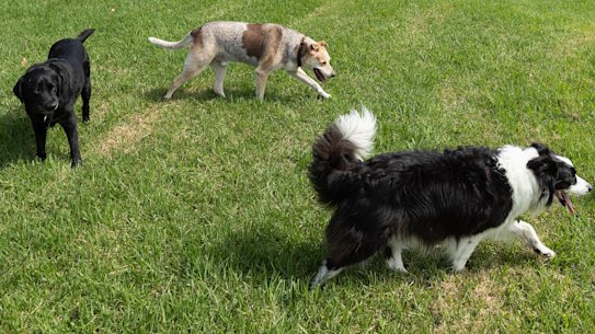 Labor has promised $200,000 towards upgrading two dog parks while the Coalition is promising $320,000 to a single park.