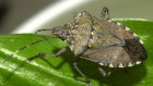 Imports of containers into Australia have been delayed by biosecurity checks for pests like the brown marmorated stink bug. 