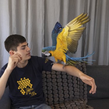 Luca Gittany has flight trained Thor, a blue and gold macaw, to fly at his command.