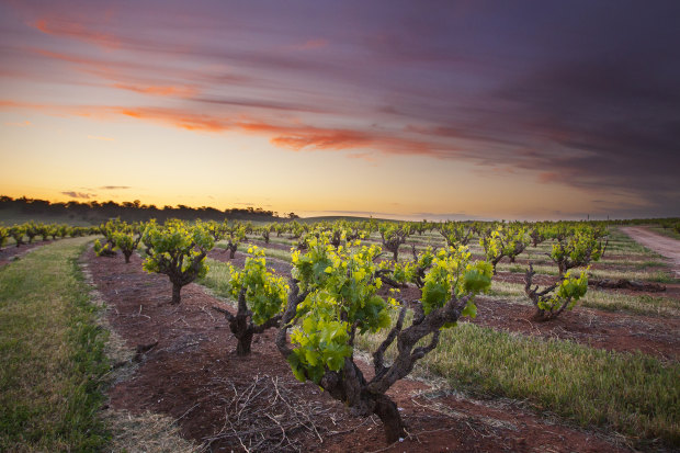 Seppeltsfield in the Barossa Valley offers fortified wines of great antiquity.