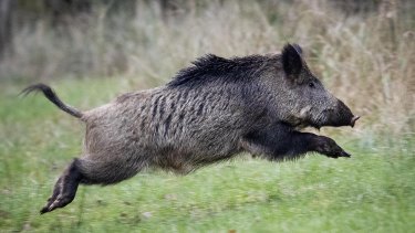A wild boar in Europe. 
