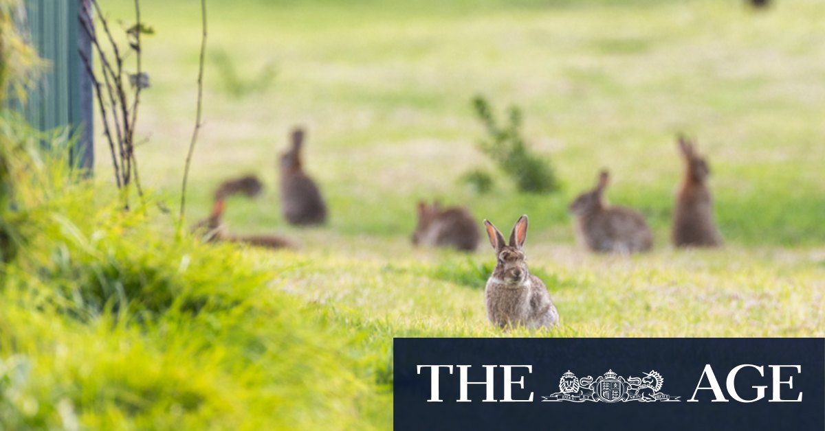 Cranbourne rabbit plague: Residents battle 