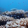 Bleaching at Ningaloo’s Tantabiddi Reef. 