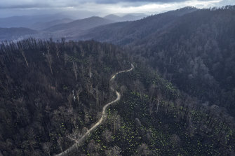 Bushfires devastated much of the forests of eastern Australia and elsewhere during the summer of 2019-20.