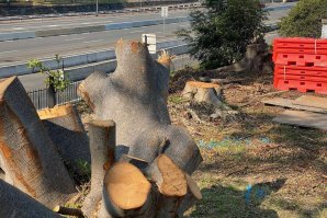 Mature fig trees beside the Warringah Freeway are among hundreds being felled or pruned for the motorway expansion.