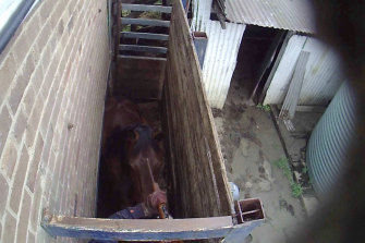 A worker holds a gun to the head of a horse, which Aussie Farms says occurred at Luddenham Pet Meats.