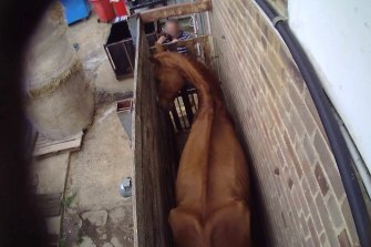 A horse, which animal rights group Aussie Farms says was former racehorse Rebel Prince being held at Luddenham Pet Meats before slaughter. 